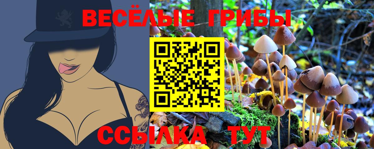 Псилоцибиновые грибы Psilocybe  Вход с VPN  Партизанск 